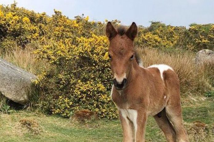   Well-known Dartmoor pony that was cast down after a car accident |  West country

