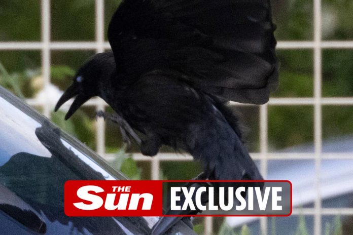 Car owners who are stunned when vandals damage vehicles turns out to be a gang of crows

