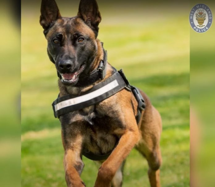 WATCH: Police dog Pancho chases perpetrators after chase

