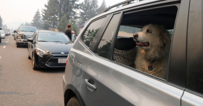 Driving your dog in the car could result in a £ 5,000 fine

