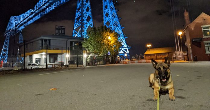 Police dog Razor arrests suspect after high octane chase

