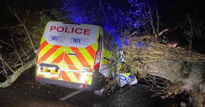 Schotte dies after a falling tree hits a car and a responding police car is also crushed

