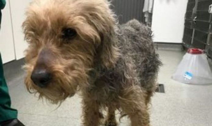  Dog News: Miracle pup Freya survives being thrown from moving car at 50mph |  United Kingdom |  News
