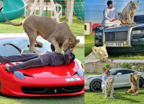 Meet Dubai Celebrity Who Loves Posing With His Supercars And Wild Pets, Including Tiger, Lion, Cheetah - autojosh