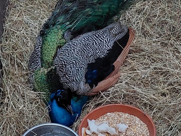 Ani-Mel owner outraged after Maryport peacock killed by car
